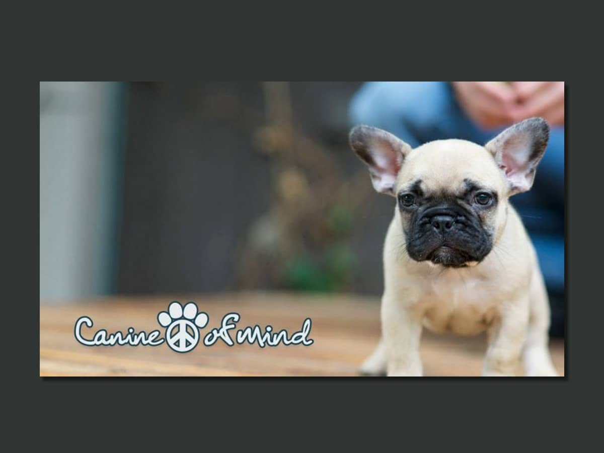 Canine Peace of Mind brand deveopment