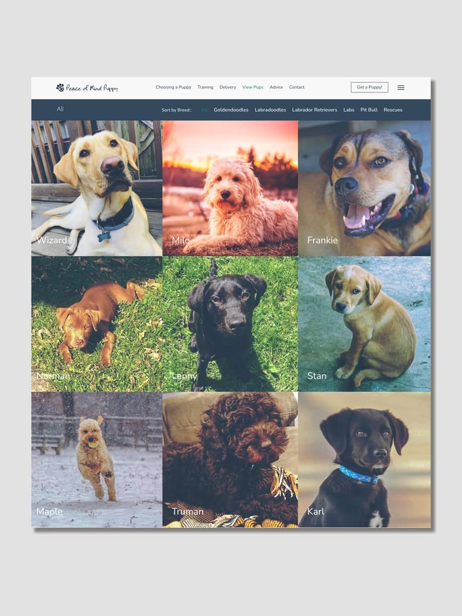 Peace of Mind Puppy - Puppy Profiles Page